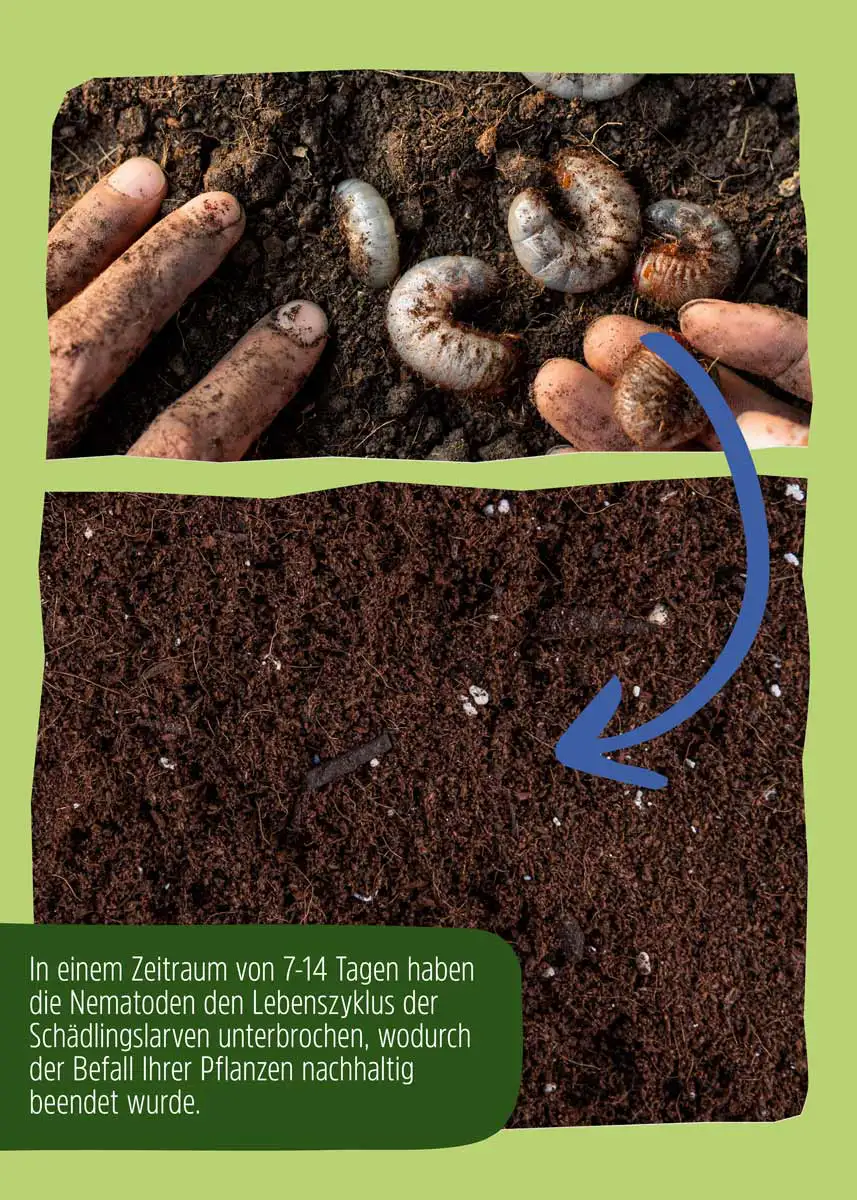 HB Nematoden gegen Engerlinge - 10 Mio. HB Nematoden gegen Engerlinge - 10 Mio.