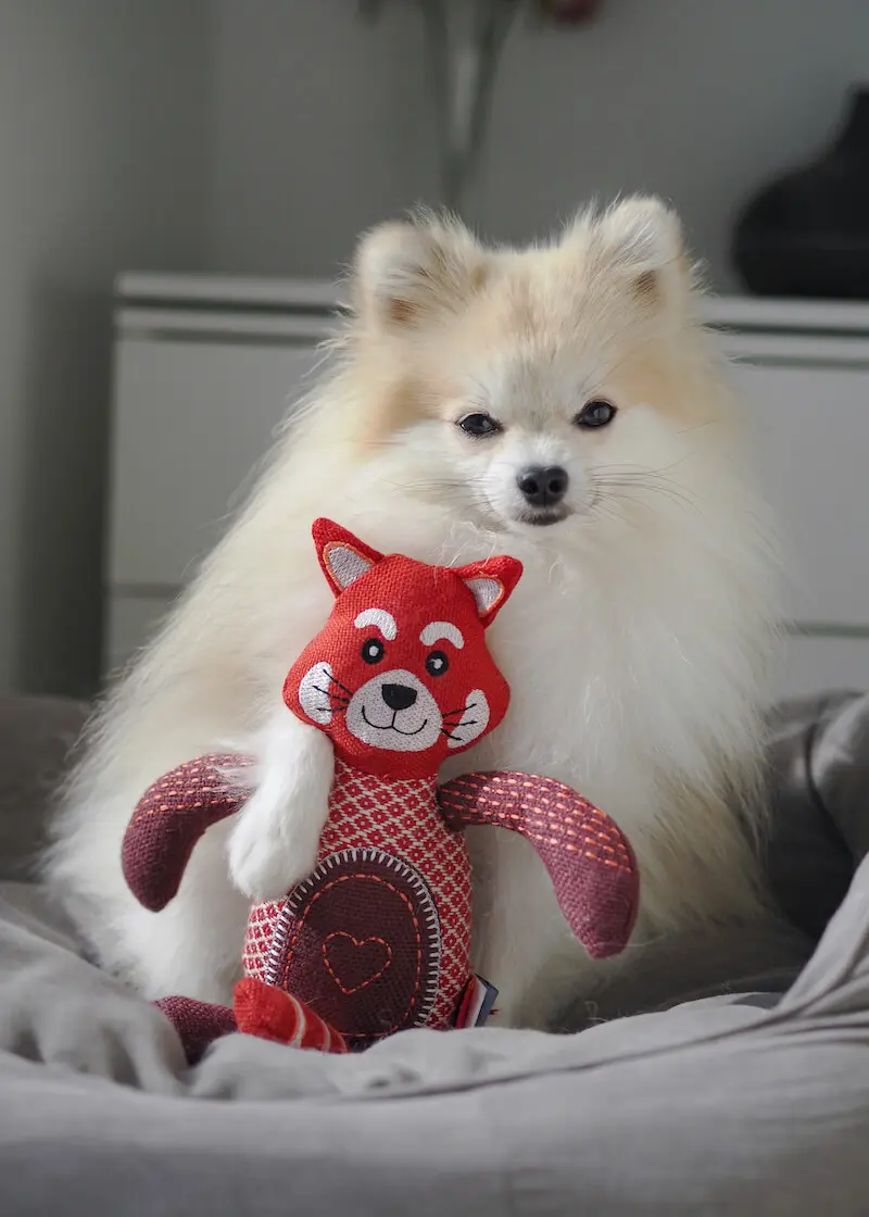 greenhero_hunde_spielzeug_roter_panther_02 Hundespielzeug Roter Panther