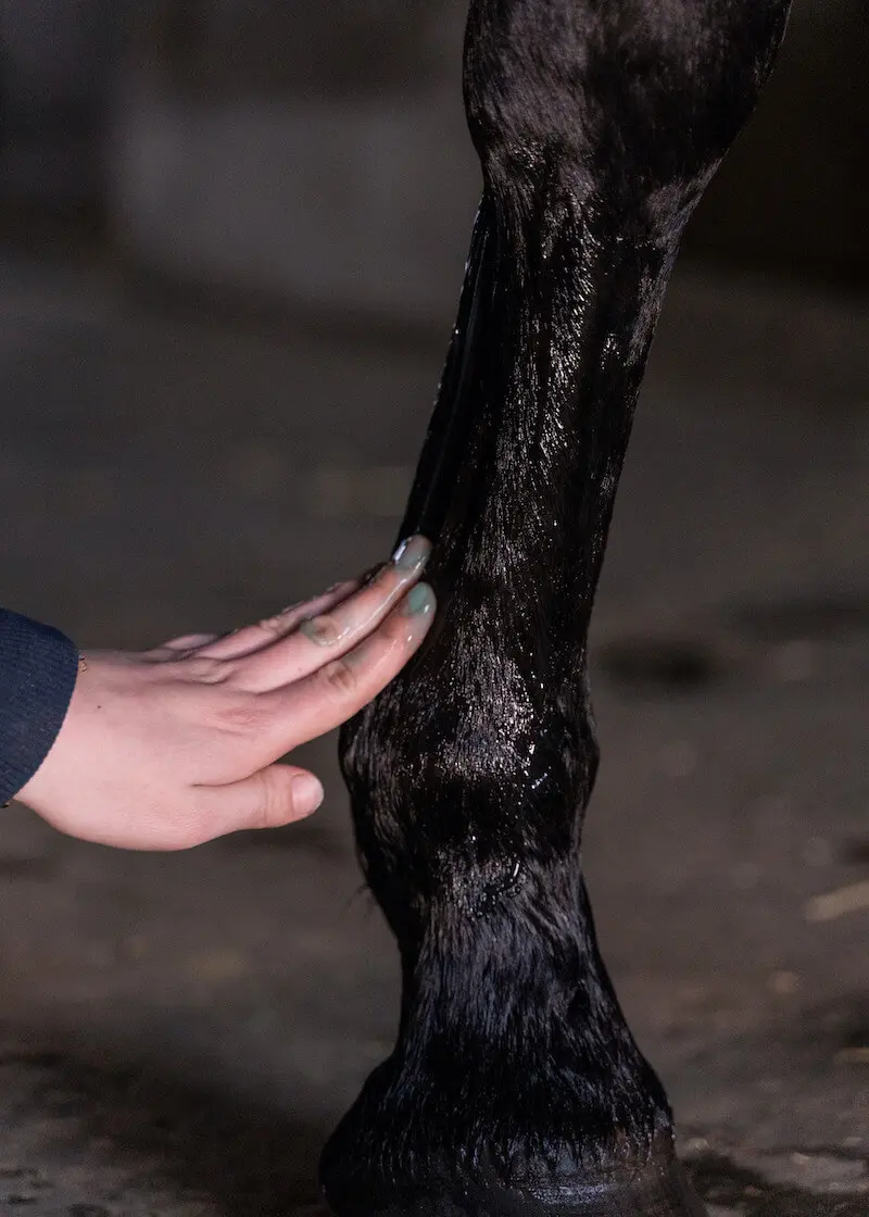 greenhero_pferdesalbe_anwendung_09 Pferdesalbe - Kühlender Balsam für dein Pferd