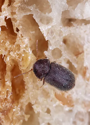 brotkaefer-nest-in-einem-brot-in-einer-vorratskammer