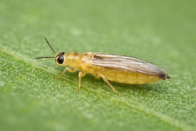 Thripse loswerden, so werden Sie den Befall schnell und nachhaltig los Thripse loswerden, so werden Sie den Befall schnell und nachhaltig los