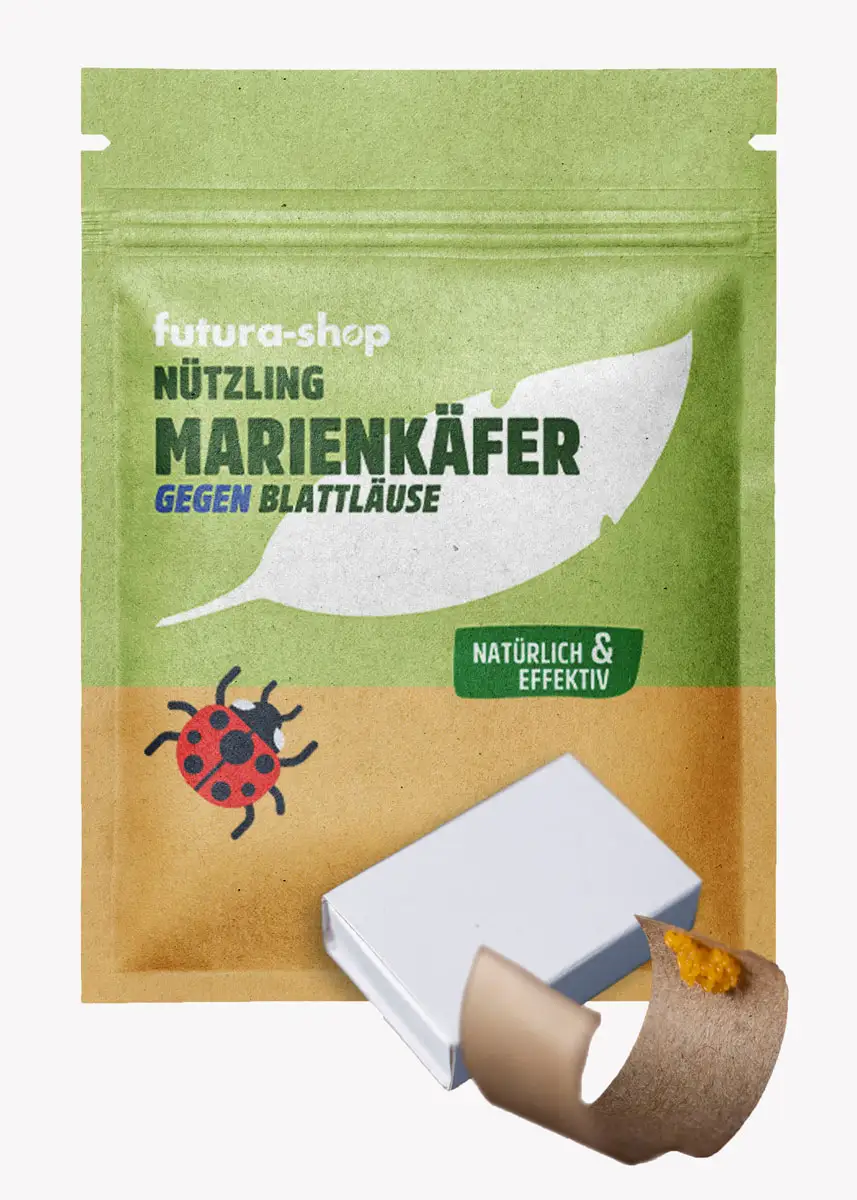 Siebenpunkt-Marienkäfer-Eier gegen Blattläuse
