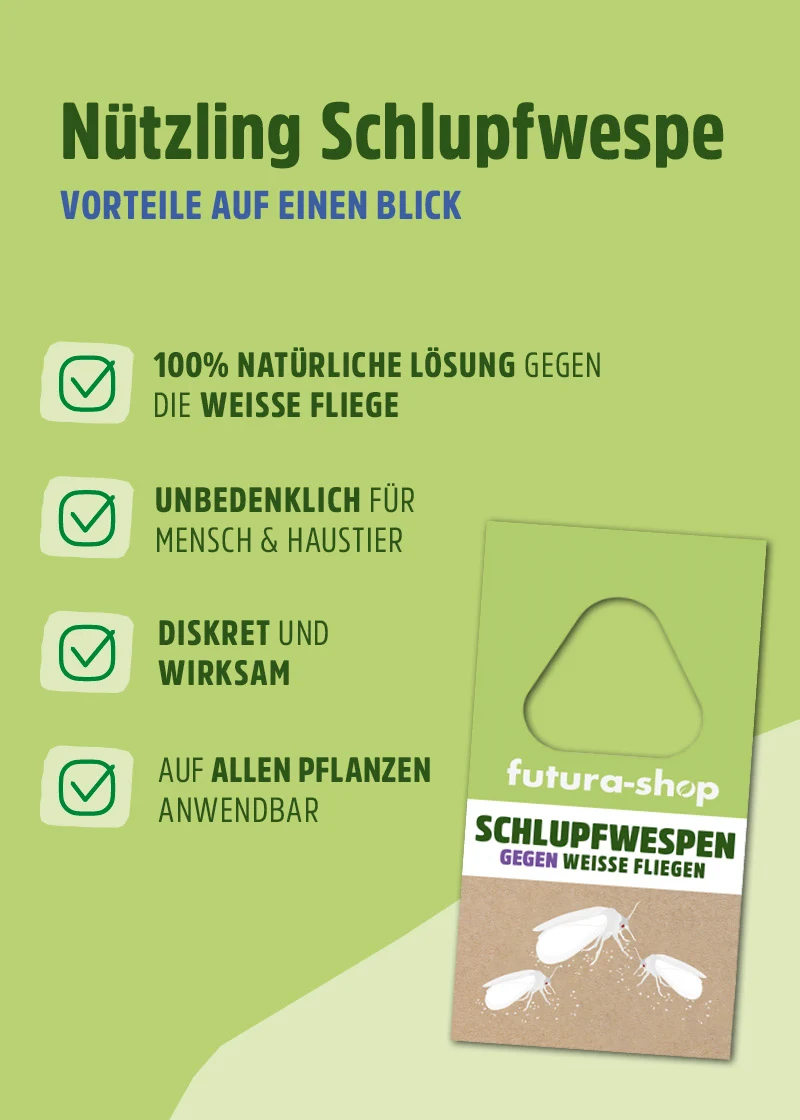 Schlupfwespen gegen Weiße Fliegen (Encarsia formosa) Schlupfwespen gegen Weiße Fliegen (Encarsia formosa)