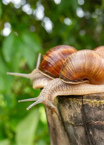gefleckte-weinbergschnecken-gruppe-auf-baumstamm-im-wald gefleckte-weinbergschnecken-gruppe-auf-baumstamm-im-wald
