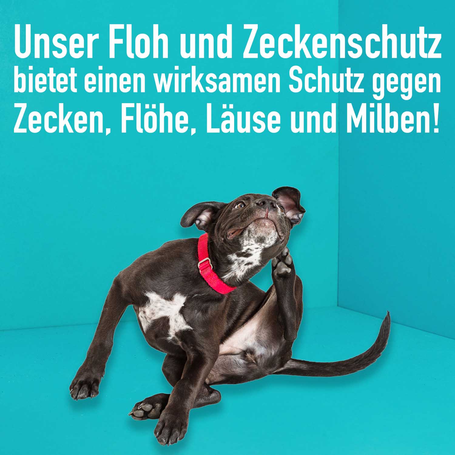 04_Green-Hero_Floh-und-Zeckenschutz_Anwendungsbild Floh- und Zeckenschutz für Hunde und Katzen
