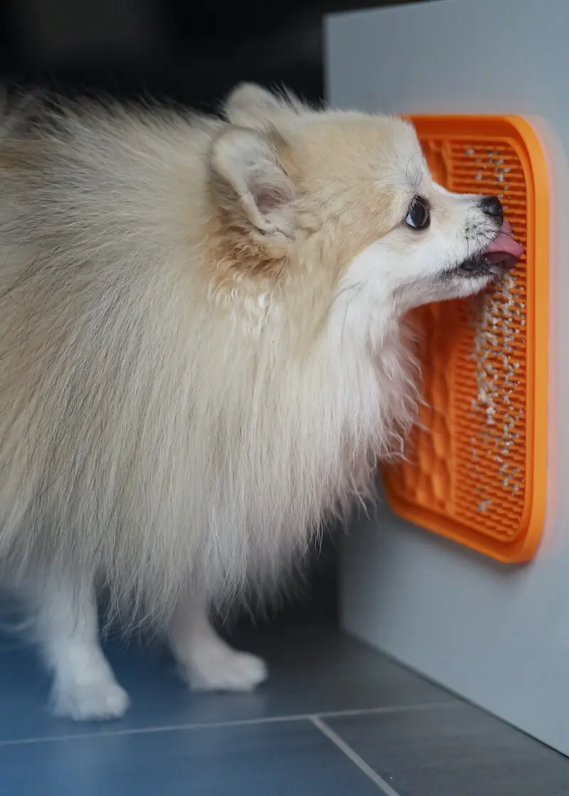 greenhero_hunde_schleckmatte_01SMoX66xDfjliN Schleckmatte für Hunde und Katzen - 2er Set