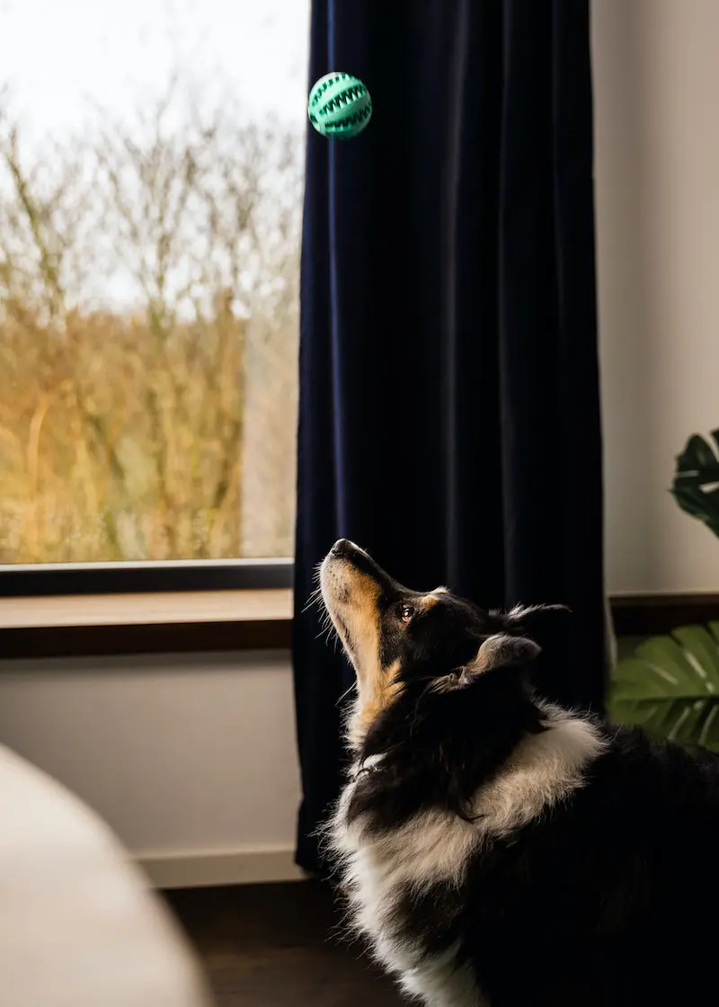 greenhero_zahnpflegeball_anwendung_02 Zahnpflegeball Kauspielzeug für Hunde und Katzen