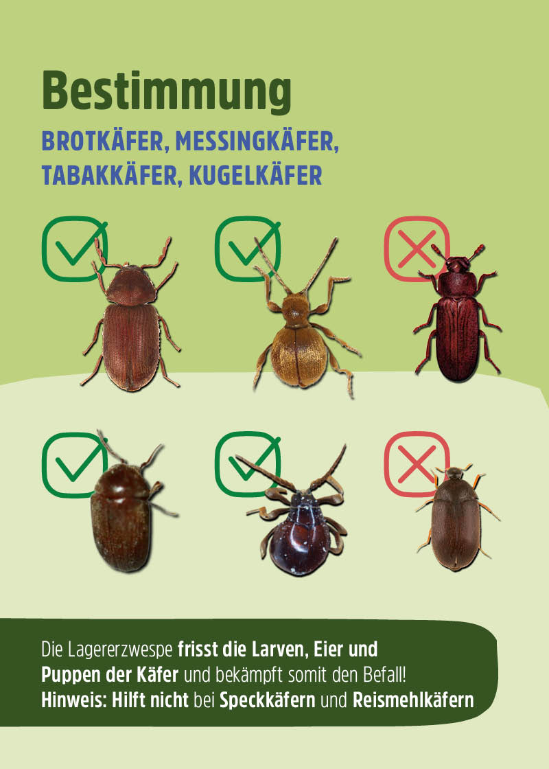 Schlupfwespen "Lagererzwespen" gegen Brotkäfer, Tabakkäfer, Kugelkäfer, Messingkäfer | biologisch Schlupfwespen "Lagererzwespen" gegen Brotkäfer, Tabakkäfer, Kugelkäfer, Messingkäfer | biologisch