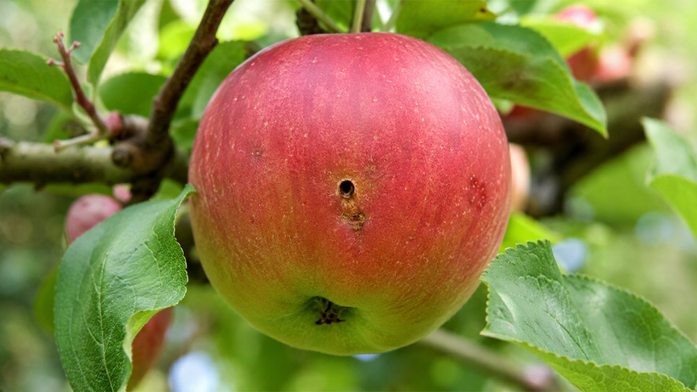 Apfelwickler Befall am Apfel mit Bohrloch erkennen