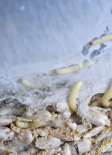 lebensmittelmotten-eier-in-einer-box-mit-sonnenblumenkernen lebensmittelmotten-eier-in-einer-box-mit-sonnenblumenkernen