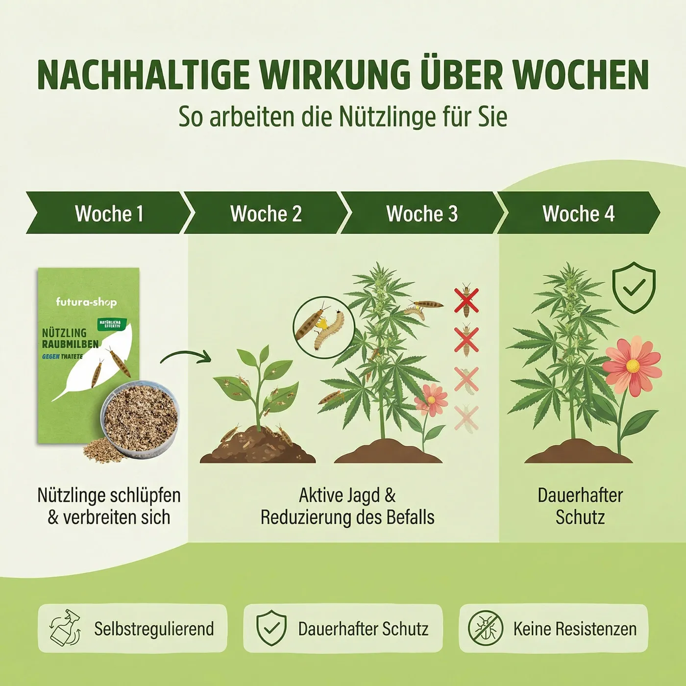 Raubmilben gegen Thripse Raubmilben gegen Thripse