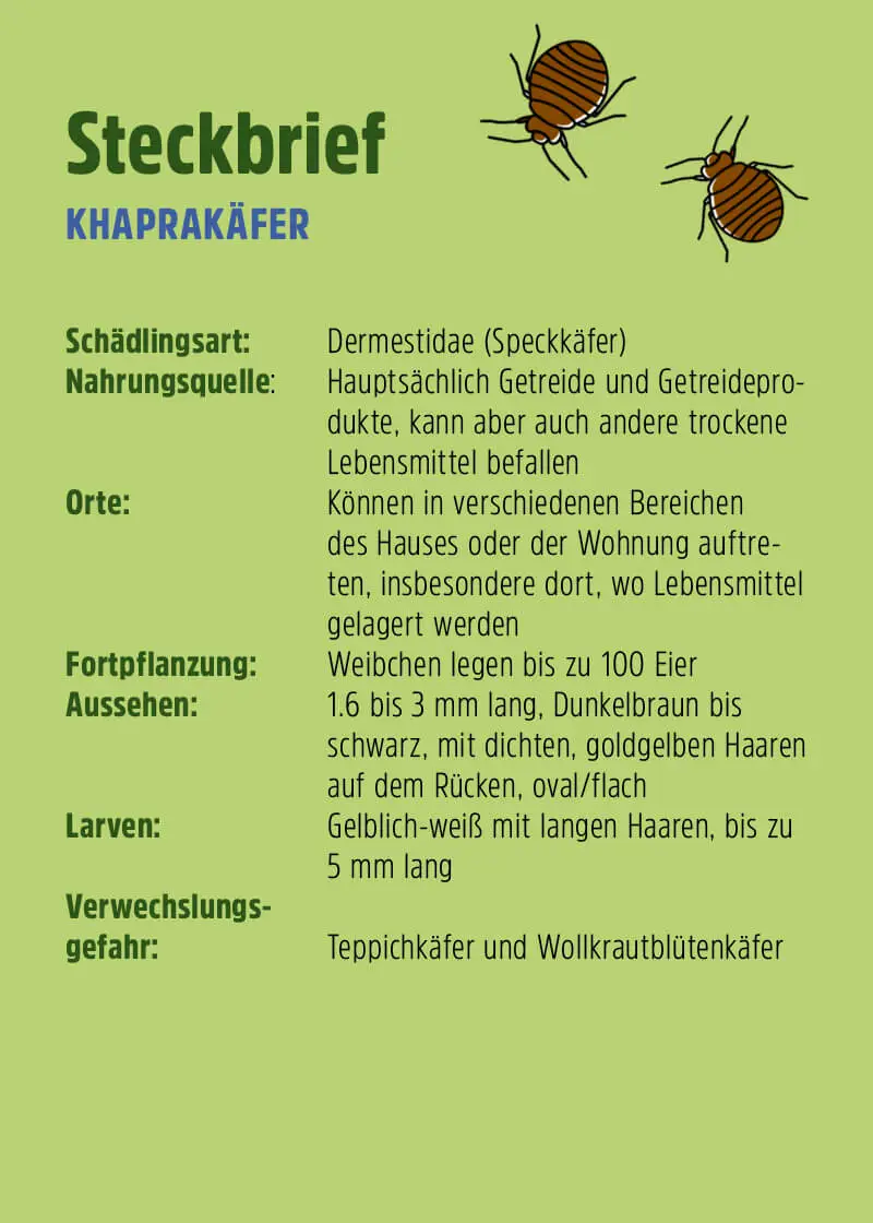 Speckkäfer | Khaprakäfer Pheromonfalle Speckkäfer | Khaprakäfer Pheromonfalle
