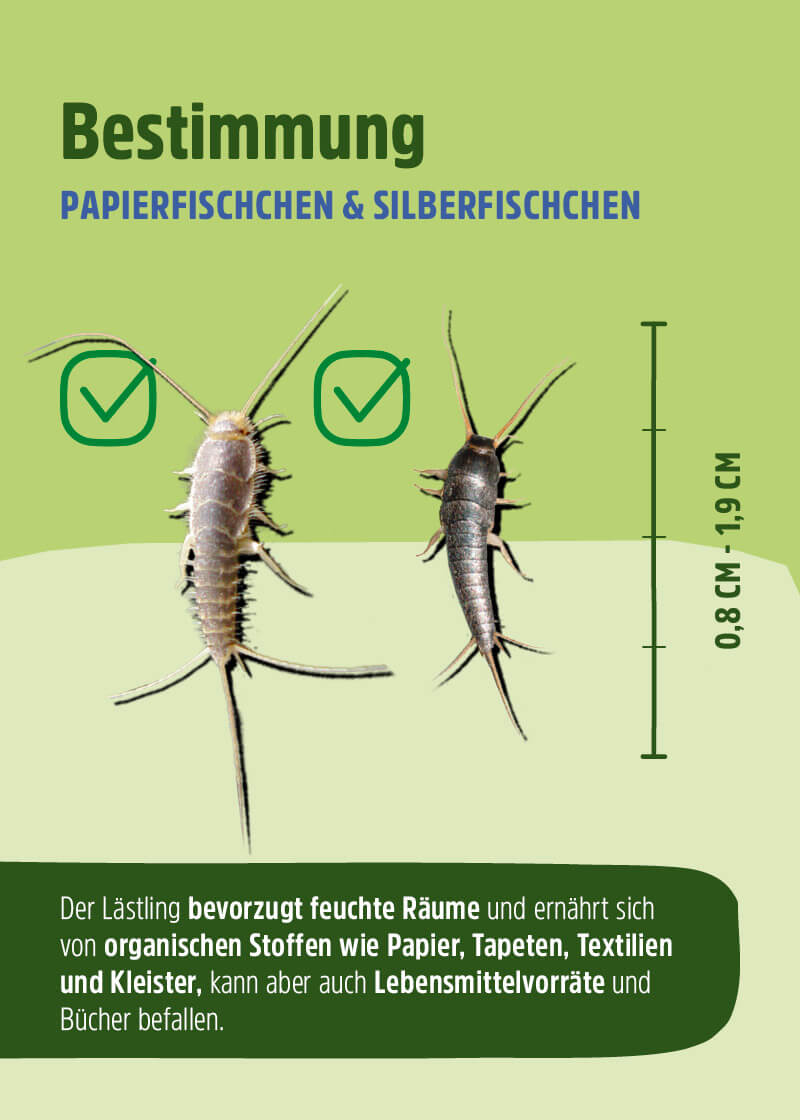 Silberfische Gel Silberfische Gel