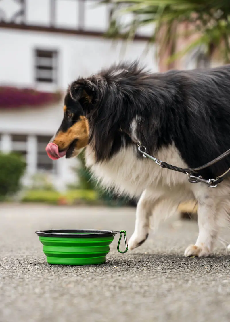 Faltbarer-Trinknapf4 Faltbarer Hundenapf | perfekt für unterwegs