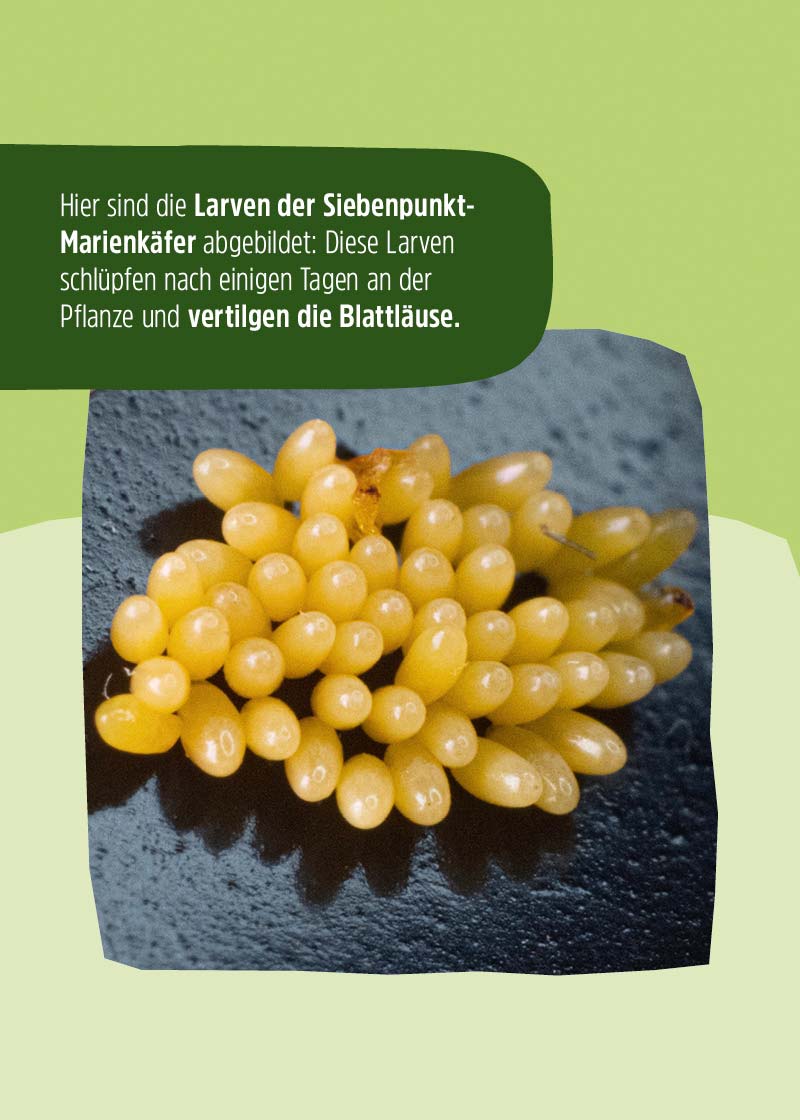 Siebenpunkt-Marienkäfer-Eier gegen Blattläuse Siebenpunkt-Marienkäfer-Eier gegen Blattläuse