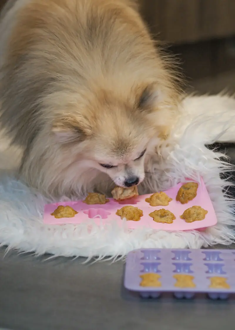 greenhero_backmatten_anwendung_01 Backmatten für Hundekekse - 3er Set