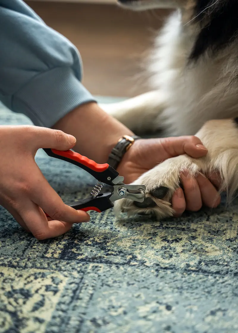 Krallenschere für Hunde und Katzen