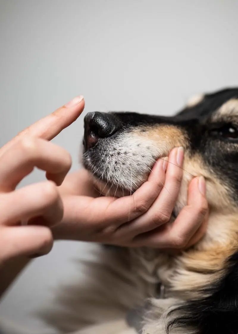 Nasen- und Schnauzenbalsam für Hunde