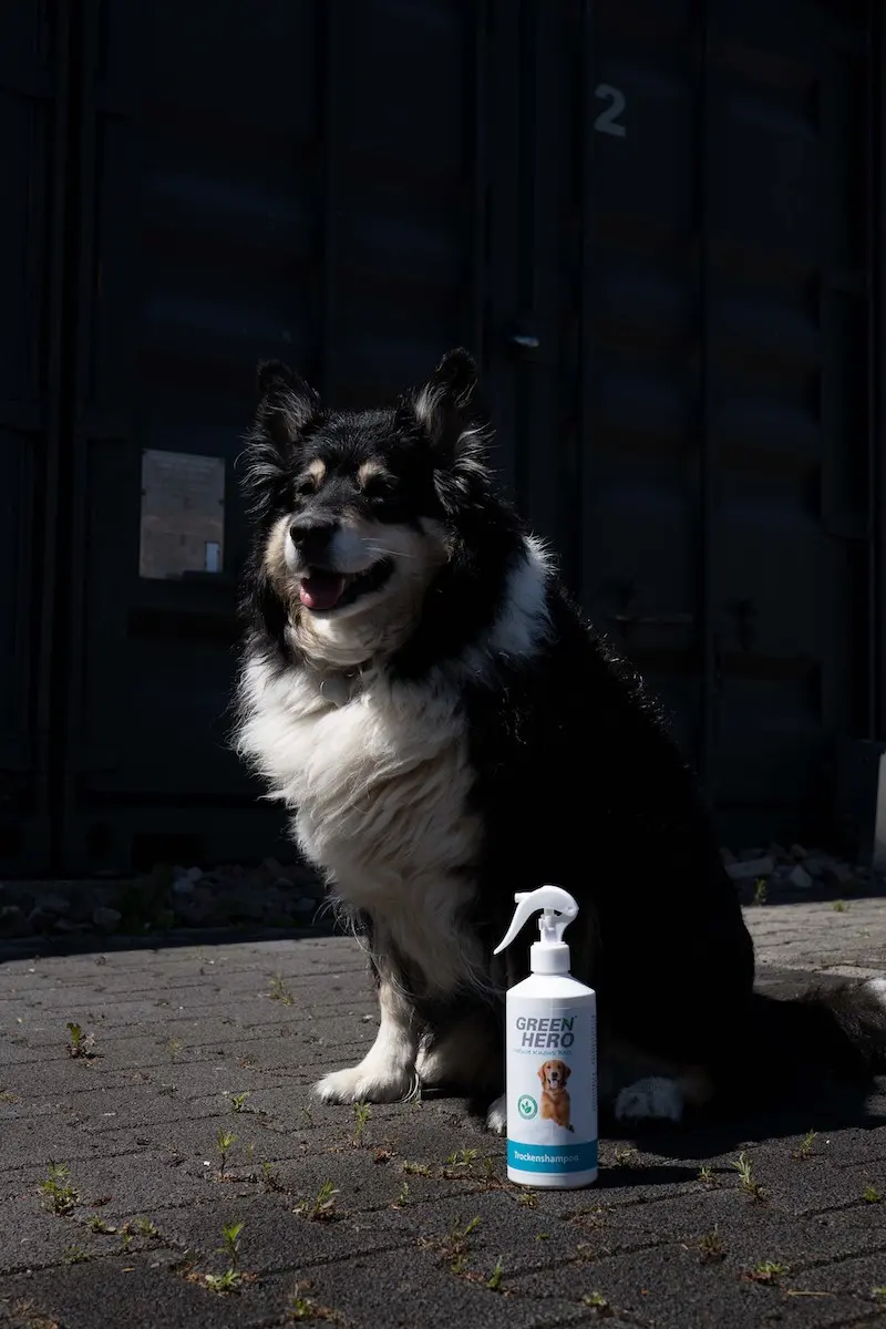 Trockenshampoo für Hunde