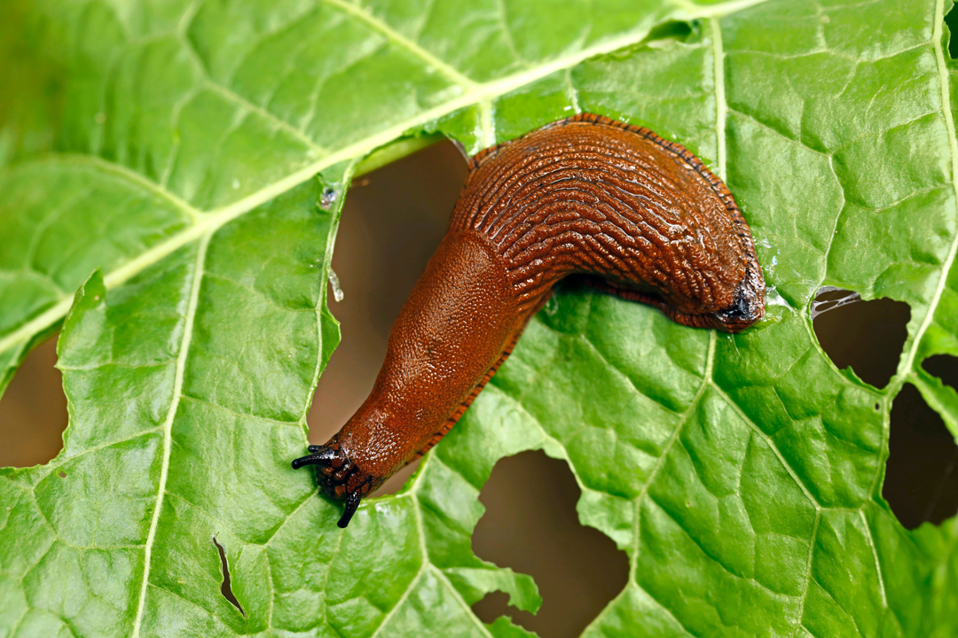 startseite-kategorie-schnecken