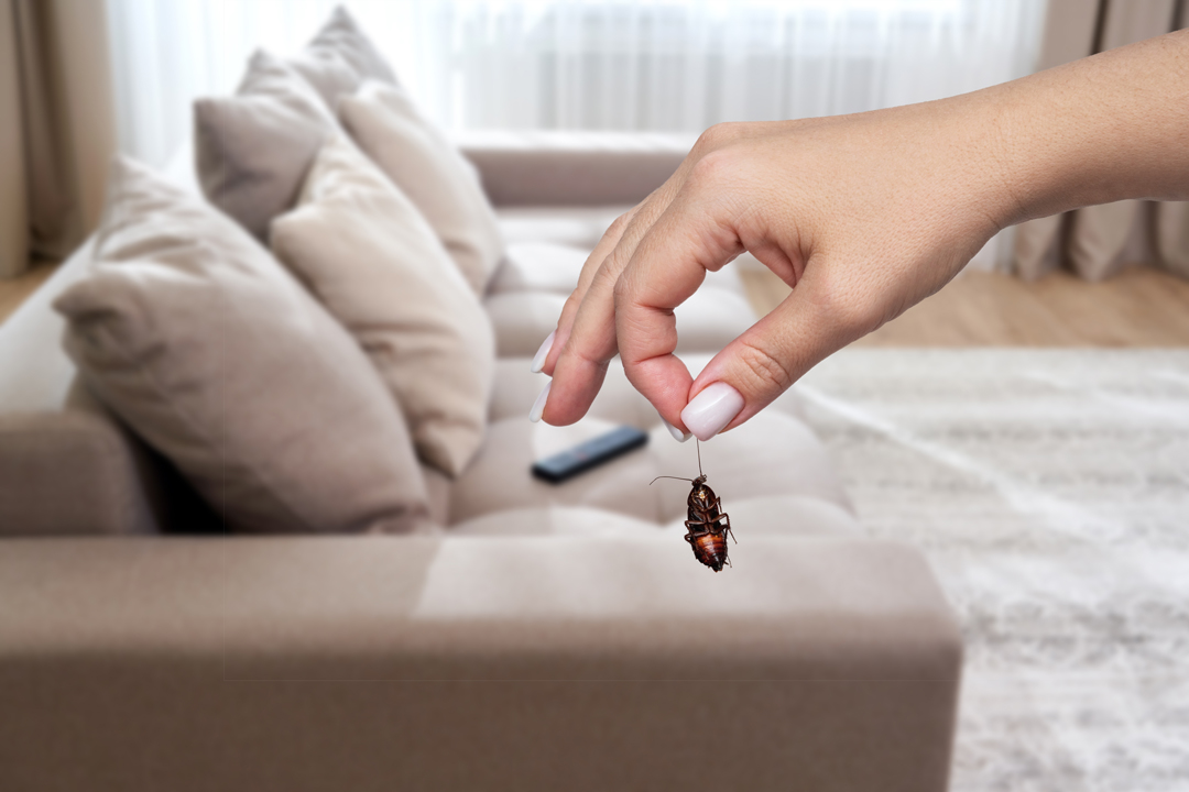 startseite-kategorie-schaedlinge startseite-kategorie-schaedlinge