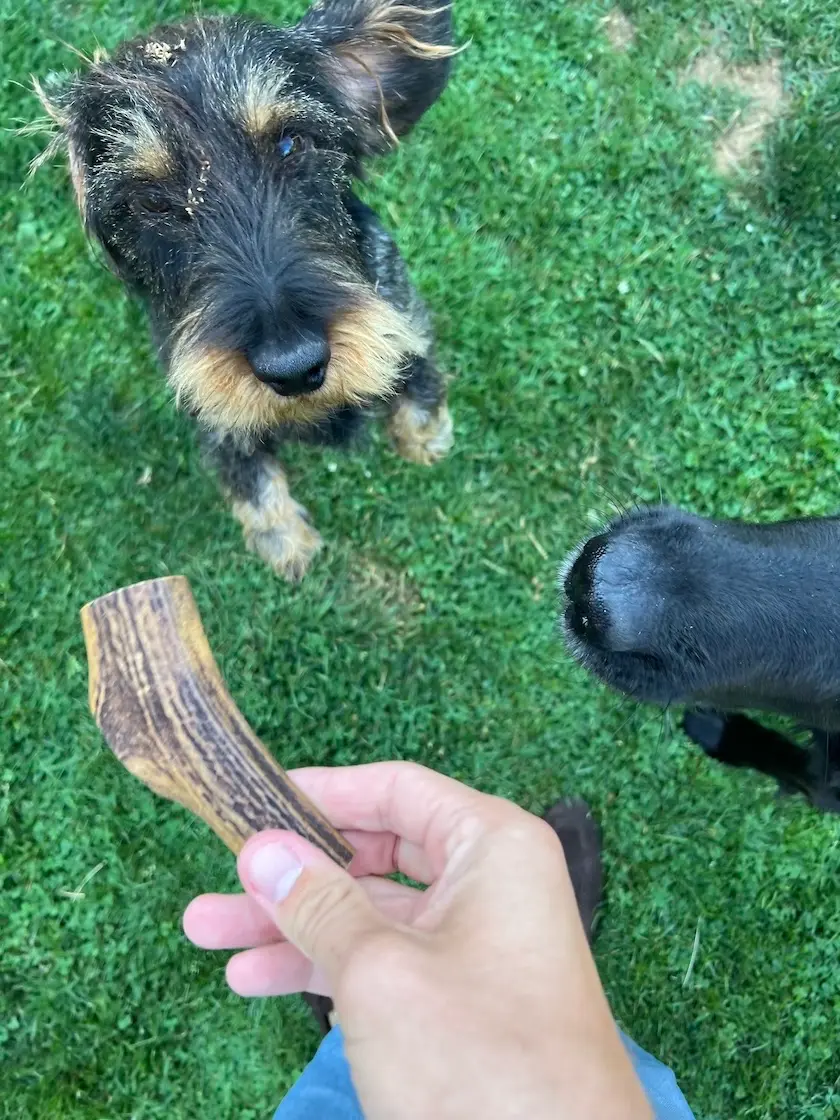 greenhero_hirschgeweih_anwendung_01 Hirschgeweih Kaustange L | für Hunde von Hunde von 12 -17 kg