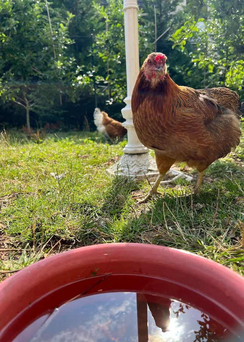 greenhero_huehner_vitamin_anwendung_06 Hühner Vitamine | unterstützt Wachstum und Schalenbildung