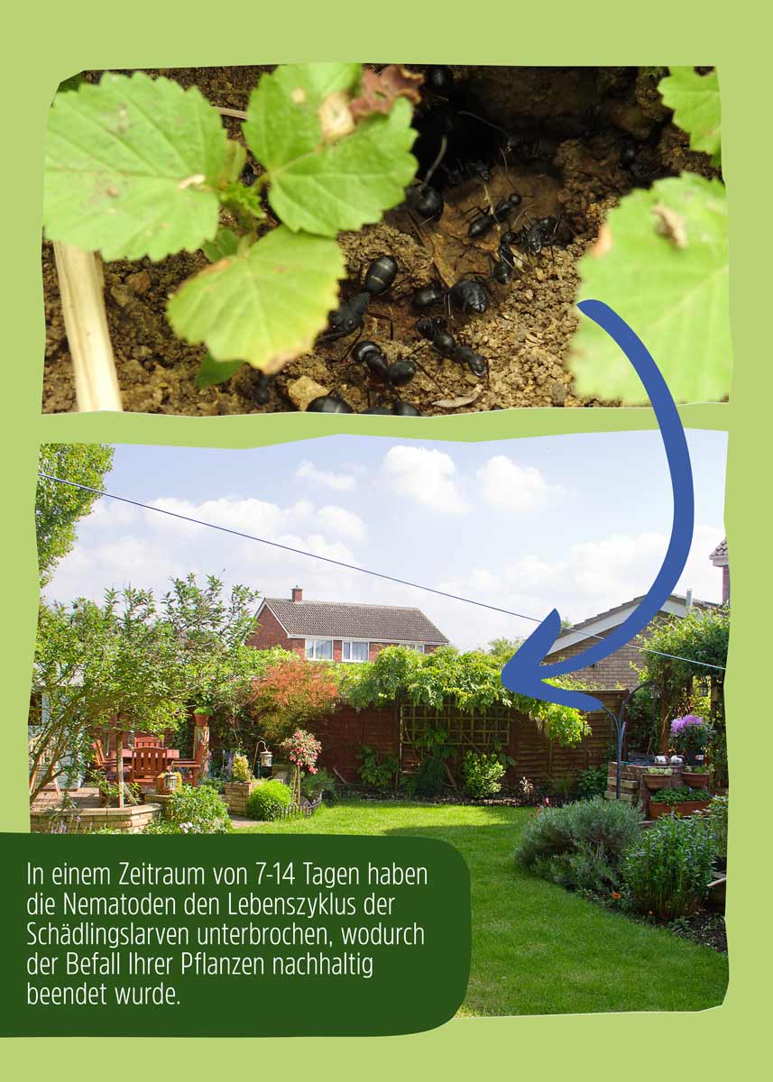 SF Nematoden gegen Ameisen SF Nematoden gegen Ameisen