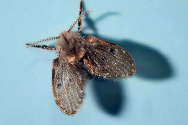 Abortfliege_Herzmuecke abortfliege_herzmuecke