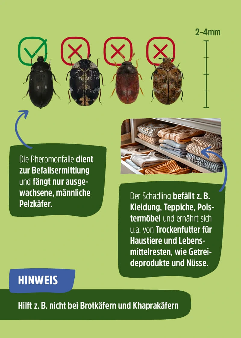 Pelzkäfer Pheromonfalle | Klebefalle Pelzkäfer Pheromonfalle | Klebefalle