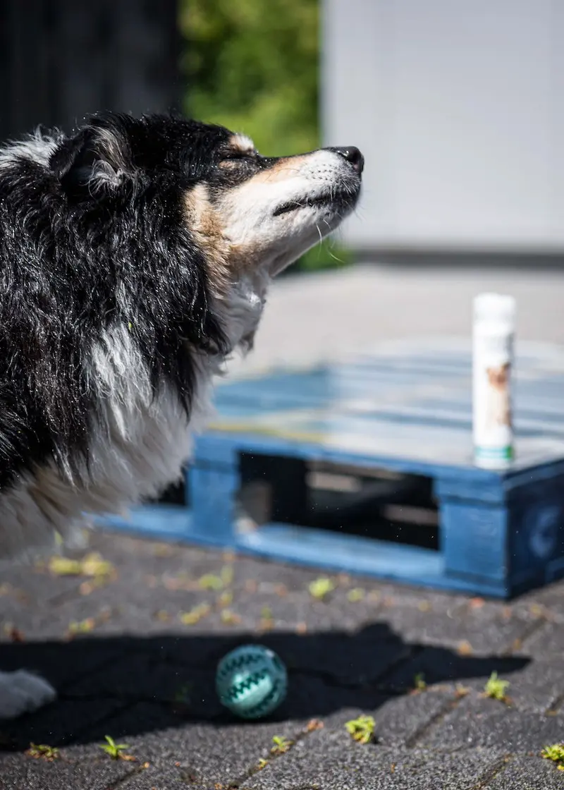 Floh- und Zeckenshampoo FORTE