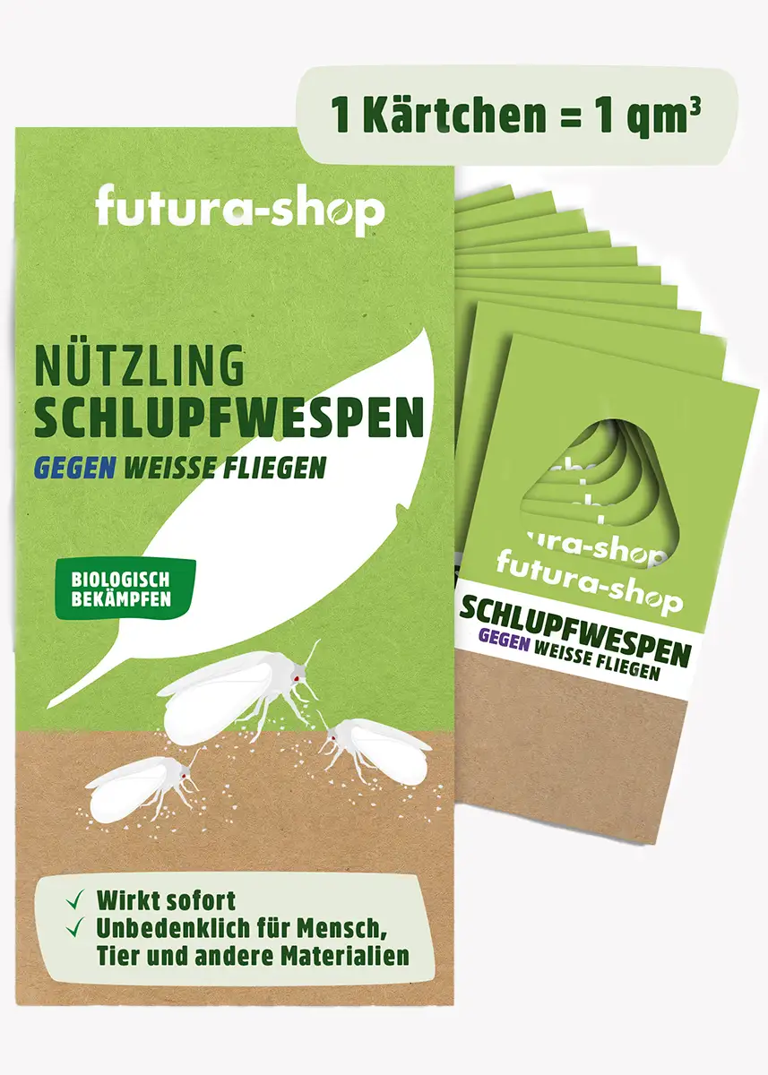 Schlupfwespen gegen Weiße Fliegen (Encarsia formosa) Schlupfwespen gegen Weiße Fliegen (Encarsia formosa)