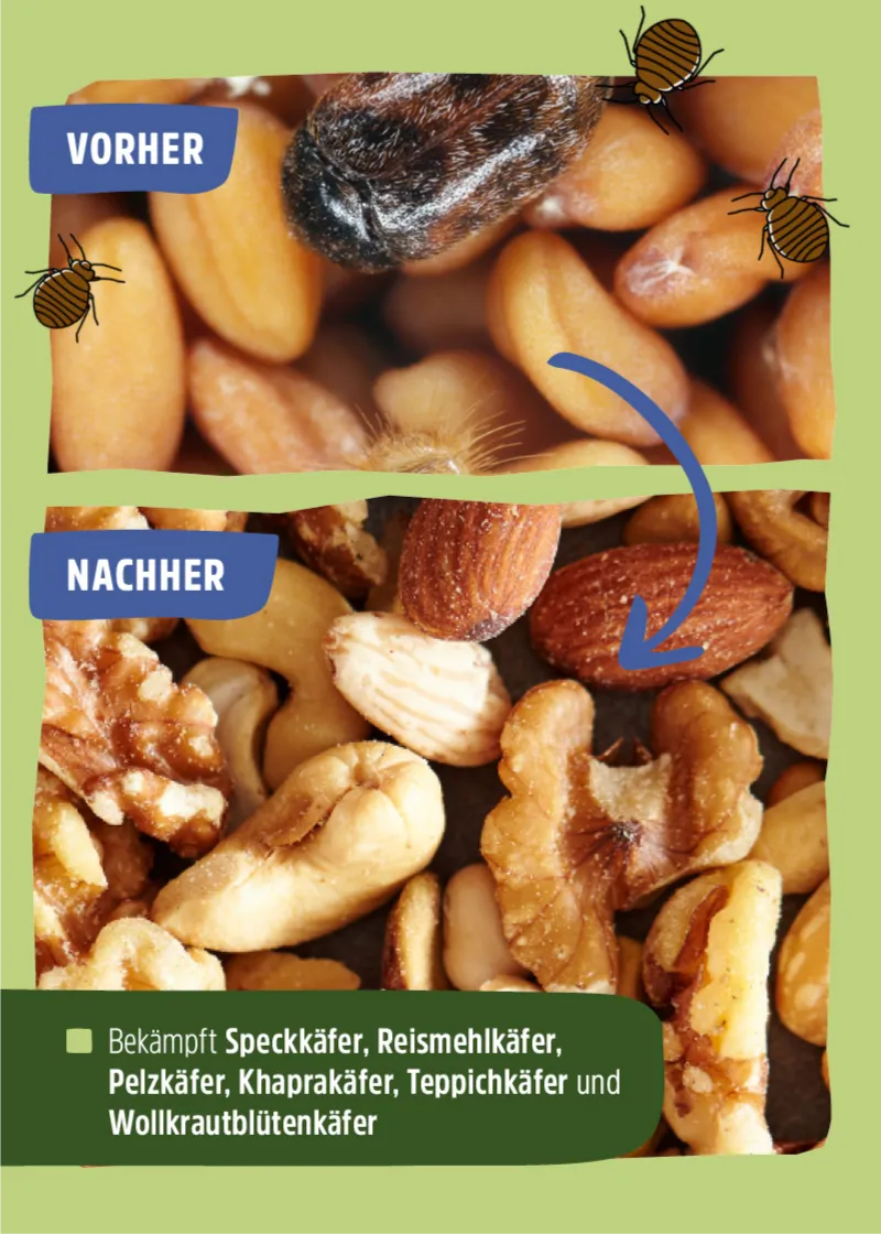 Nützling "Lagerpiraten" gegen Speckkäfer, Khaprakäfer und Reismehlkäfer | biologisch bekämpfen Nützling "Lagerpiraten" gegen Speckkäfer, Khaprakäfer und Reismehlkäfer | biologisch bekämpfen