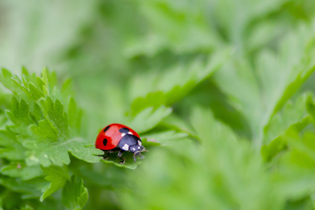 startseite-kategorie-nuetzlinge startseite-kategorie-nuetzlinge