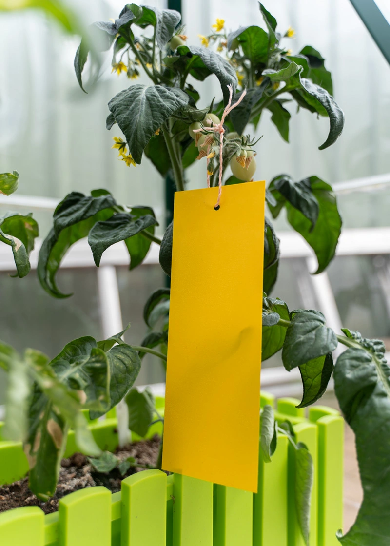 04_DSC06522_Edit Gelbtafeln (kleinformatig) gegen Fliegen und Trauermücken