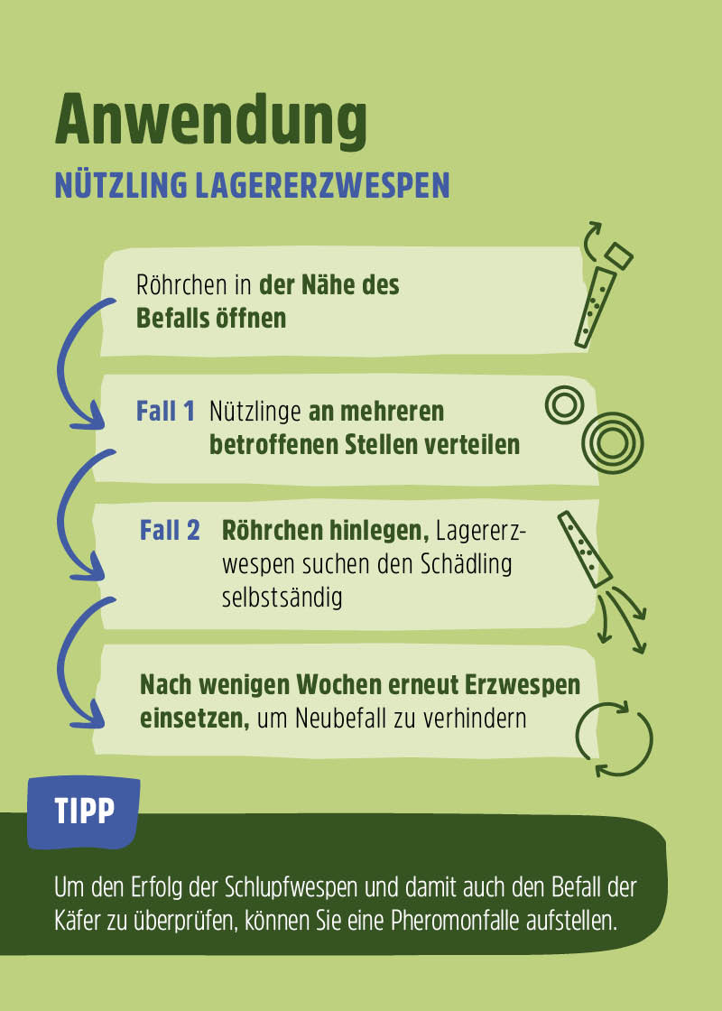Schlupfwespen "Lagererzwespen" gegen Brotkäfer, Tabakkäfer, Kugelkäfer, Messingkäfer | biologisch Schlupfwespen "Lagererzwespen" gegen Brotkäfer, Tabakkäfer, Kugelkäfer, Messingkäfer | biologisch