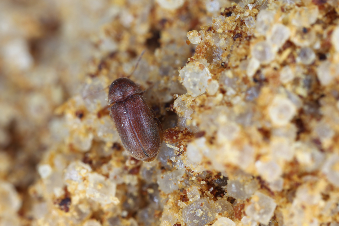 startseite-kategorie-brotkaefer startseite-kategorie-brotkaefer