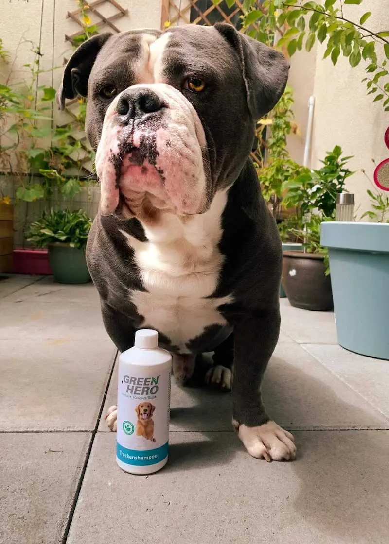 greenhero_hunde_trockenshampoo_herzensbully Trockenshampoo für Hunde