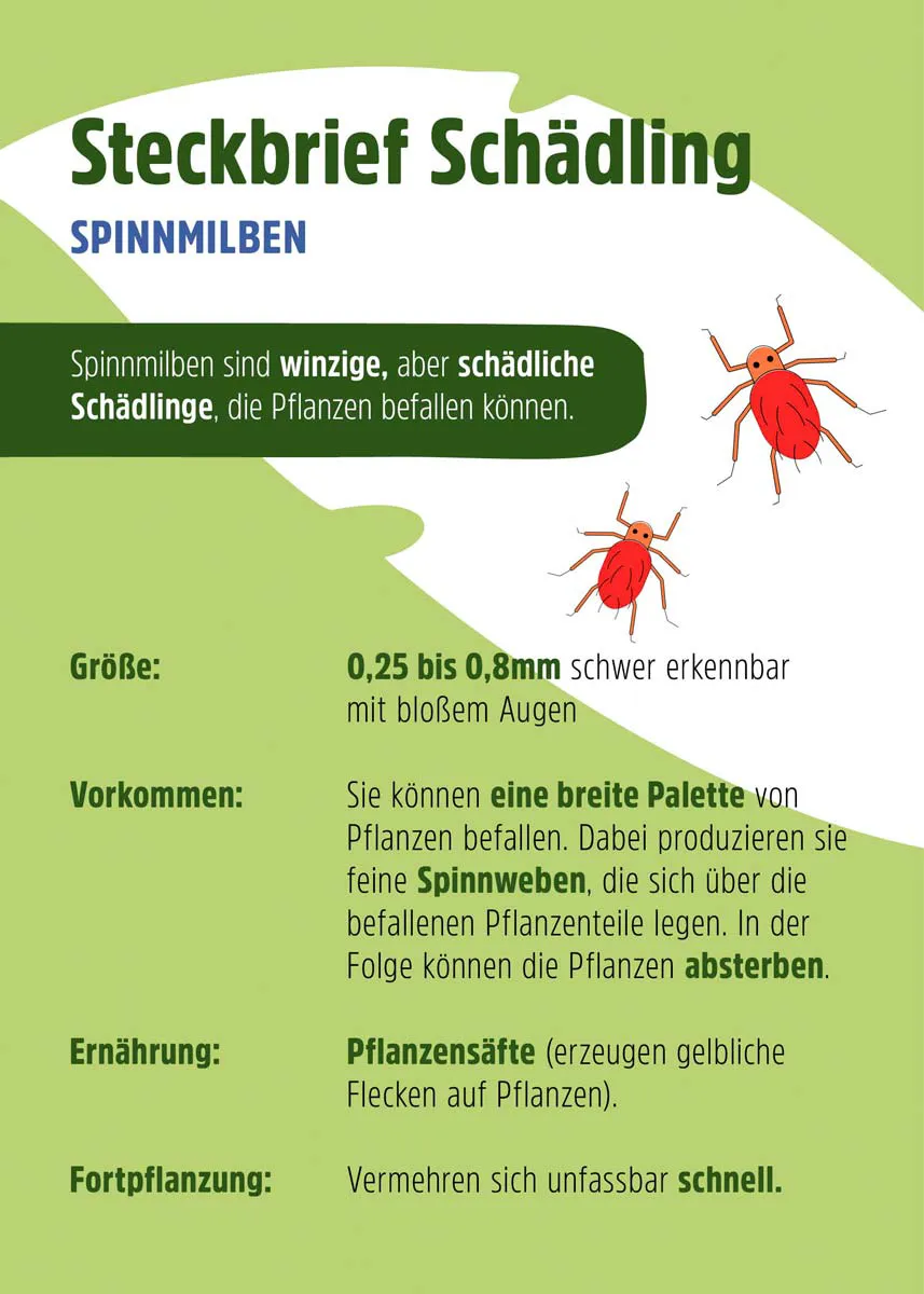Raubmilben | Nützlinge gegen Spinnmilben Raubmilben | Nützlinge gegen Spinnmilben