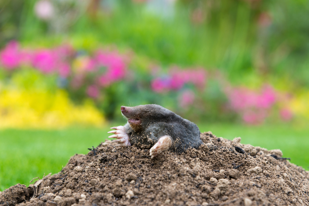 startseite-kategorie-maulwurf startseite-kategorie-maulwurf