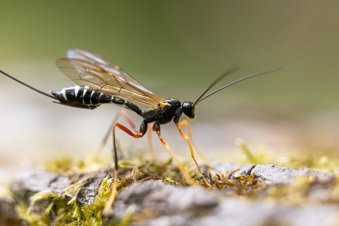 startseite-kategorie-schlupfwespen startseite-kategorie-schlupfwespen
