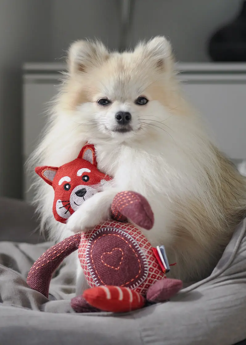 greenhero_hunde_spielzeug_roter_panther_03 Hundespielzeug Roter Panther