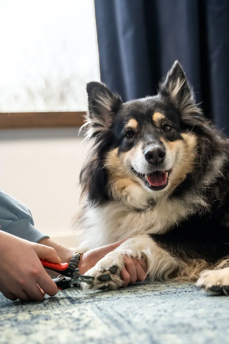 greenhero_krallenschere_anwendung_07 Krallenschere für Hunde und Katzen