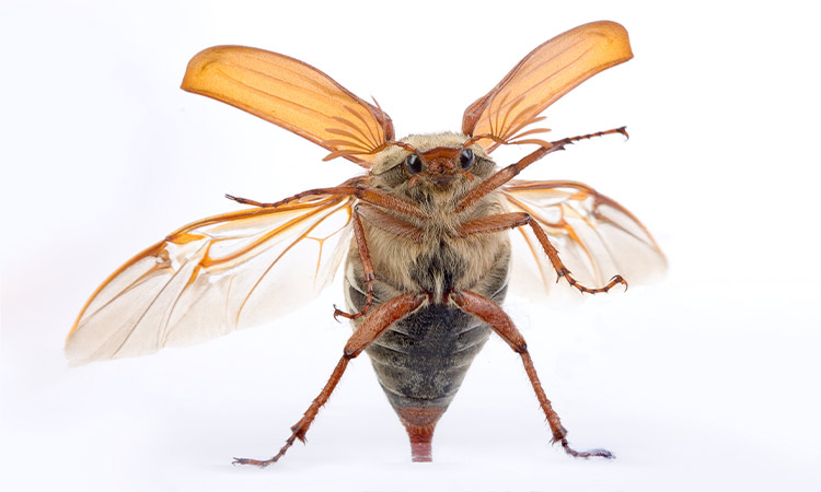 Ein fliegender Marienkäfer