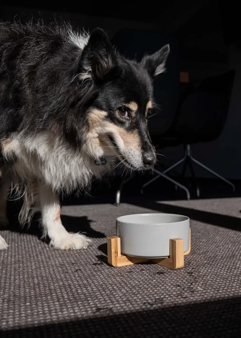 greenhero_napf_holzfuss_anwendung_02 Futternapf mit dekorativem Holzfuß | grau