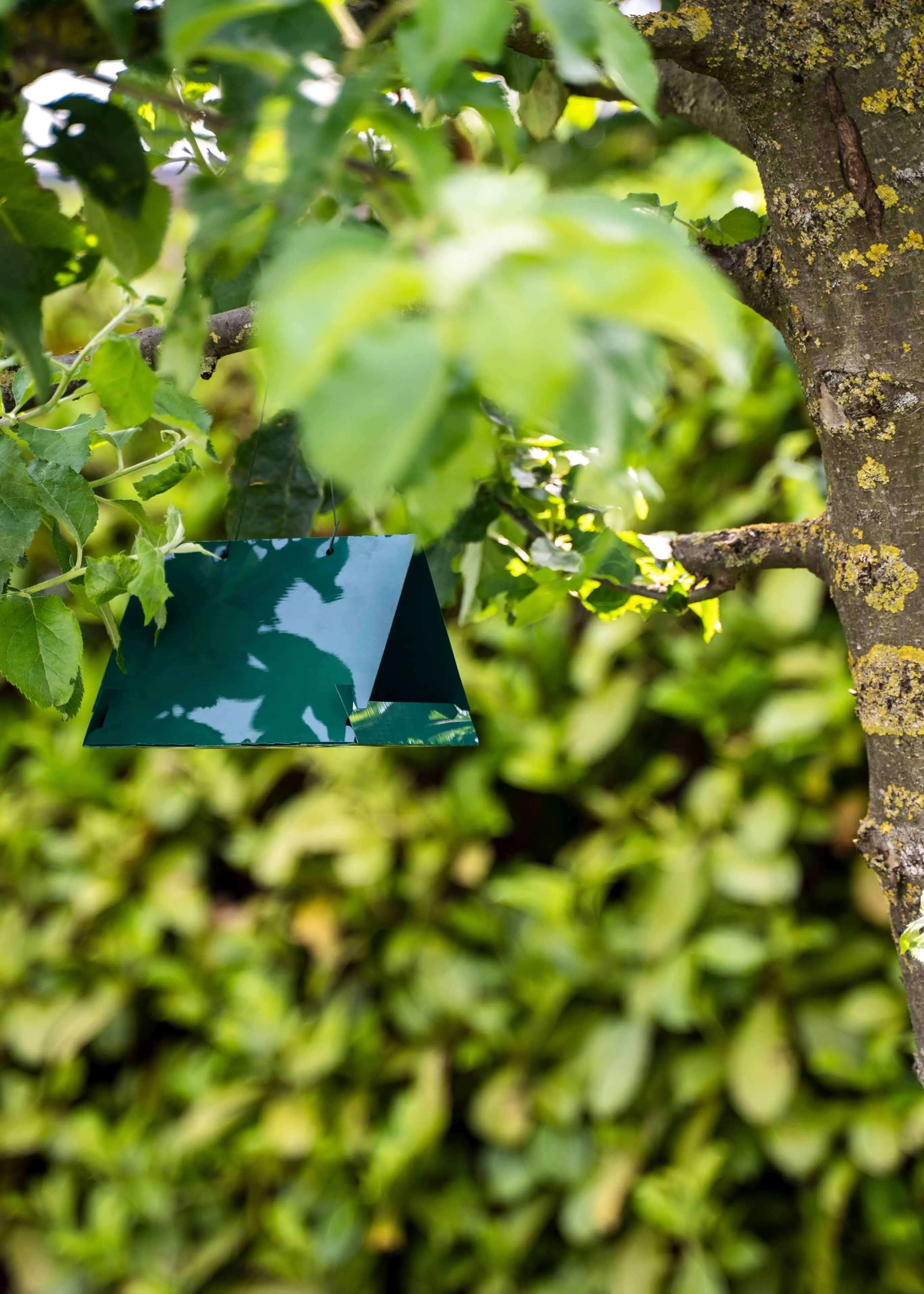 pflaumenmaden_falle-2 Pflaumenmadenfalle