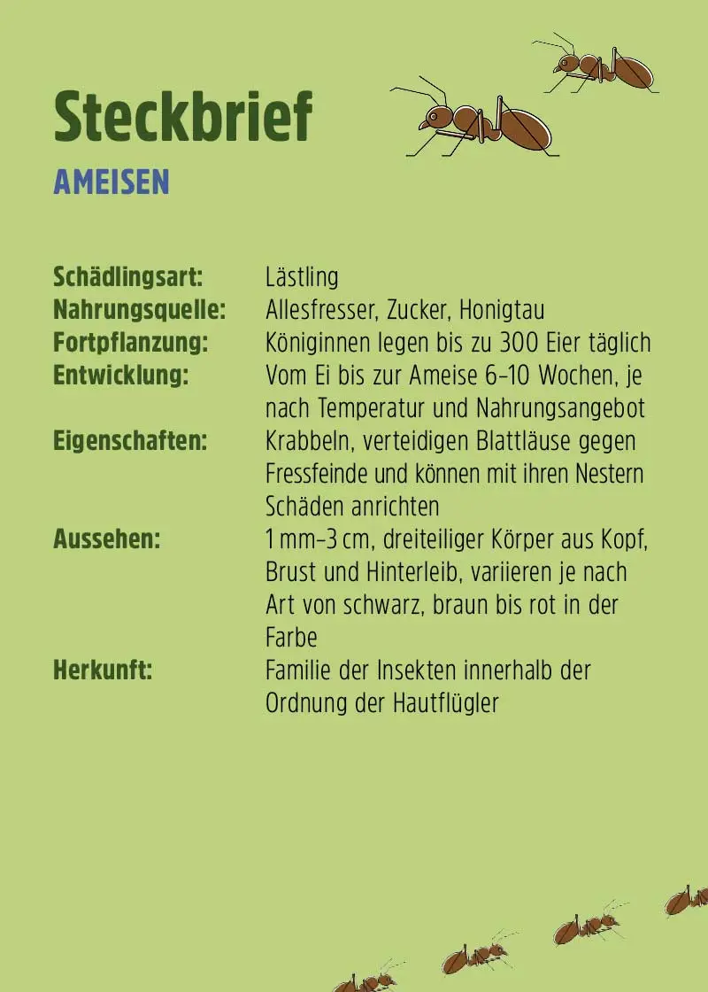 Ameisen-Ex Stopp Ameisen-Ex Stopp