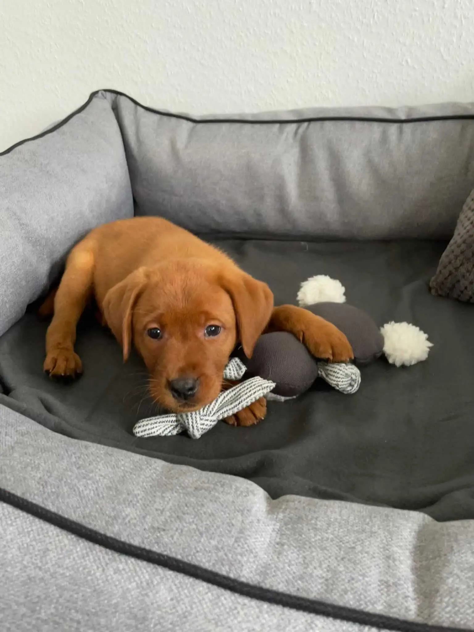 greenhero_kuscheltiere_koala_02 Hundespielzeug Koala