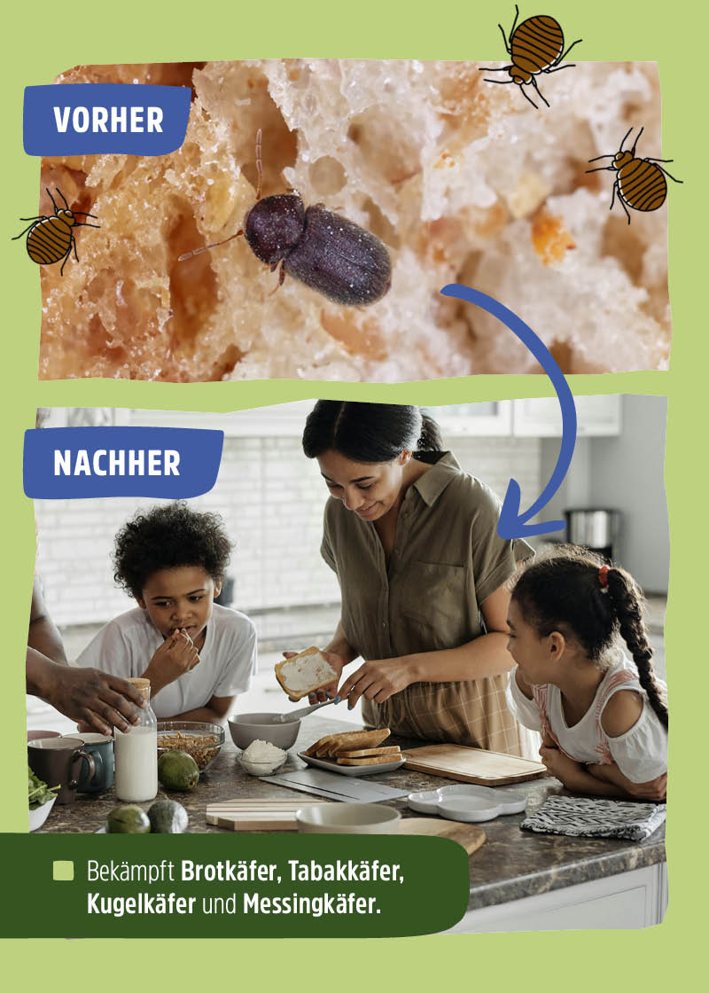 Schlupfwespen "Lagererzwespen" gegen Brotkäfer, Tabakkäfer, Kugelkäfer, Messingkäfer | biologisch Schlupfwespen "Lagererzwespen" gegen Brotkäfer, Tabakkäfer, Kugelkäfer, Messingkäfer | biologisch