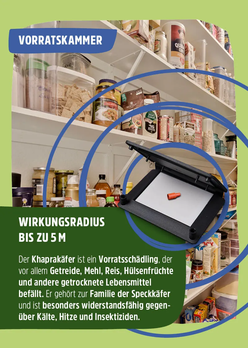 Speckkäfer | Khaprakäfer Pheromonfalle Speckkäfer | Khaprakäfer Pheromonfalle